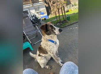 Cody - 60 cm Charme, Kuschelbedarf und ein kleines bisschen Drama