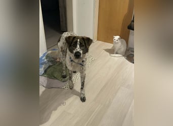 Cody - 60 cm Charme, Kuschelbedarf und ein kleines bisschen Drama