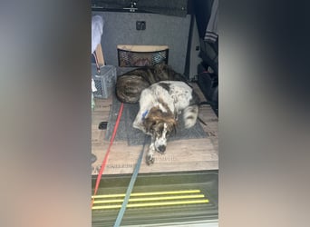 Cody - 60 cm Charme, Kuschelbedarf und ein kleines bisschen Drama