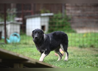 Danka - junge Mischlingshündin sucht ein liebevolles Zuhause