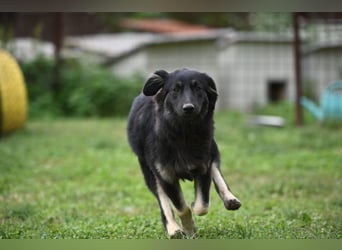 Danka - junge Mischlingshündin sucht ein liebevolles Zuhause