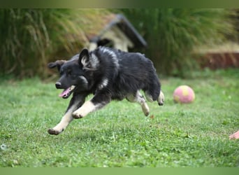 Danka - junge Mischlingshündin sucht ein liebevolles Zuhause