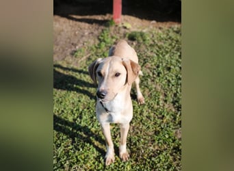 Bowie - aufmerksamer und verschmuster Junge