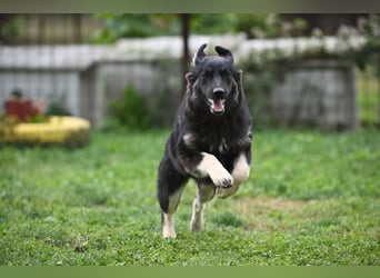 Danka - junge Mischlingshündin sucht ein liebevolles Zuhause