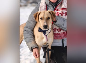 Bowie - aufmerksamer und verschmuster Junge