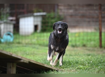 Danka - junge Mischlingshündin sucht ein liebevolles Zuhause