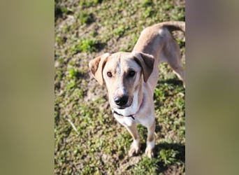 Bowie - aufmerksamer und verschmuster Junge