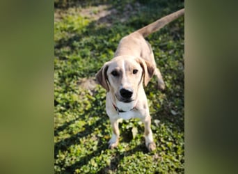 Bowie - aufmerksamer und verschmuster Junge