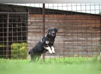 Danka - junge Mischlingshündin sucht ein liebevolles Zuhause