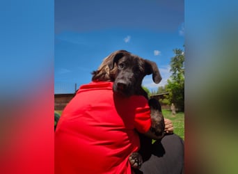 Bastian - ein kleiner Kämpfer auf der Suche nach seinem Zuhause