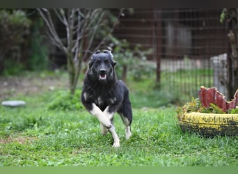 Danka - junge Mischlingshündin sucht ein liebevolles Zuhause