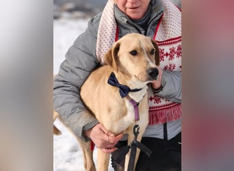 Bowie - aufmerksamer und verschmuster Junge