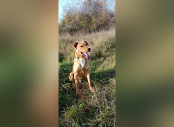 Boyd - Aktiver Rüde sucht ein Zuhause mit Bewegung und Herz