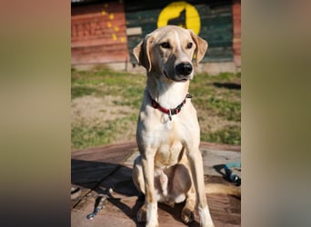 Bowie - aufmerksamer und verschmuster Junge