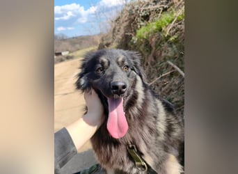 Danka - junge Mischlingshündin sucht ein liebevolles Zuhause