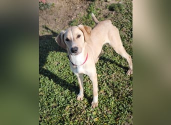 Bowie - aufmerksamer und verschmuster Junge