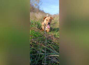 Boyd - Aktiver Rüde sucht ein Zuhause mit Bewegung und Herz