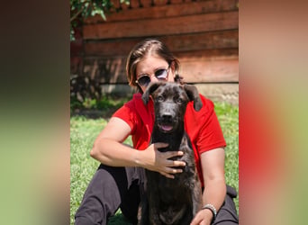Bastian - ein kleiner Kämpfer auf der Suche nach seinem Zuhause