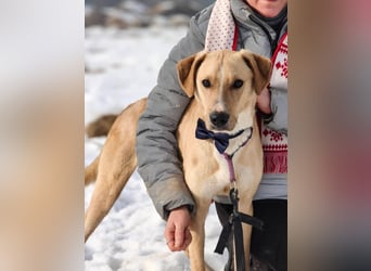 Bowie - aufmerksamer und verschmuster Junge