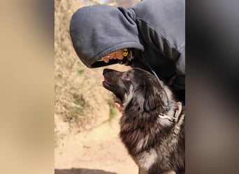 Danka - junge Mischlingshündin sucht ein liebevolles Zuhause