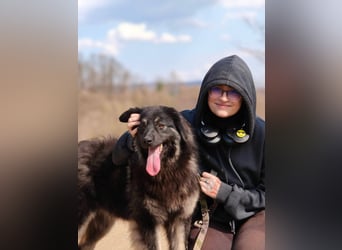 Danka - junge Mischlingshündin sucht ein liebevolles Zuhause