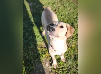 Bowie - aufmerksamer und verschmuster Junge