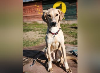 Bowie - aufmerksamer und verschmuster Junge