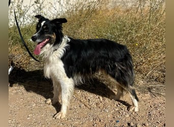 Marshall - Familienhund par excellence