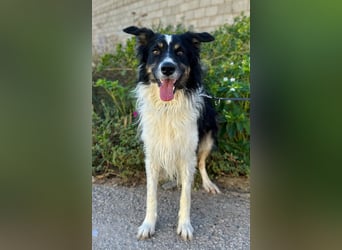 Marshall - Familienhund par excellence