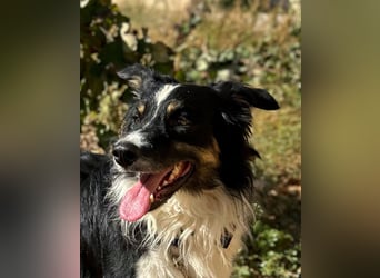 Marshall - Familienhund par excellence
