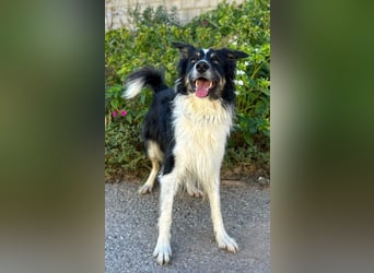 Marshall - Familienhund par excellence