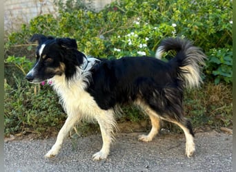 Marshall - Familienhund par excellence