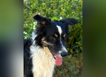Marshall - Familienhund par excellence