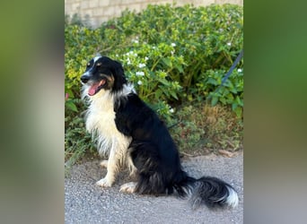 Marshall - Familienhund par excellence