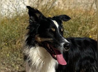 Marshall - Familienhund par excellence