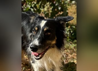 Marshall - Familienhund par excellence
