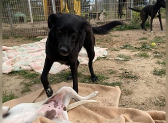 Gwen - Sonnenschein auf vier Pfoten sucht ihr Körbchen