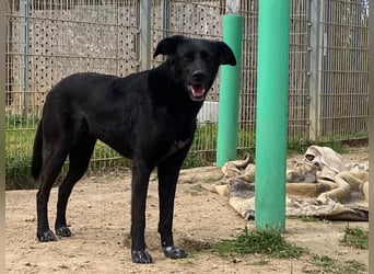 Gwen - Sonnenschein auf vier Pfoten sucht ihr Körbchen