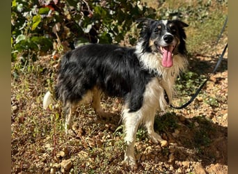 Marshall - Familienhund par excellence