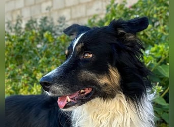 Marshall - Familienhund par excellence