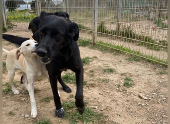 Gwen - Sonnenschein auf vier Pfoten sucht ihr Körbchen