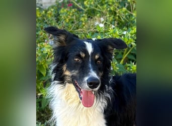Marshall - Familienhund par excellence