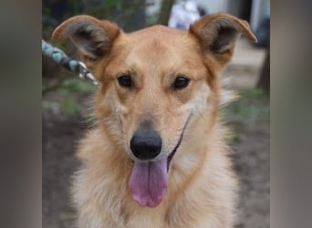 Plum - verschmuster, aufgeschlossener & freundlicher Rüde