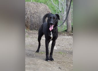 Lacy - freundlicher, aufgeschlossener, neugieriger Rüde