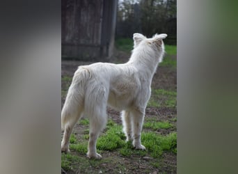 Caruso - zeigt sich freundlich, stubenrein und möchte alles kennenlernen