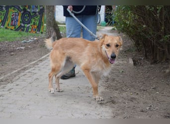 Plum - verschmuster, aufgeschlossener & freundlicher Rüde