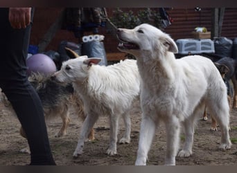Caruso - zeigt sich freundlich, stubenrein und möchte alles kennenlernen