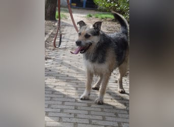 Capone - freundlicher und  menschenbezogener Rüde