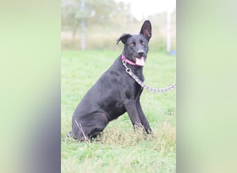 Heidi - tolle Hündin die gelehrig ist und Spaß an Nasenarbeit hat