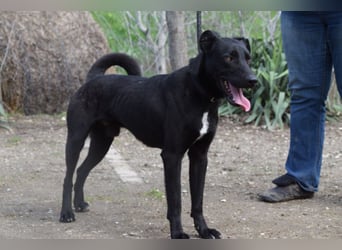 Lacy - freundlicher, aufgeschlossener, neugieriger Rüde